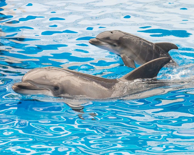 SAN DIEGO, CA - OCTOBER 20:  In this handout photo provided by SeaWorld San Diego, Sadie, a 13-year-...
