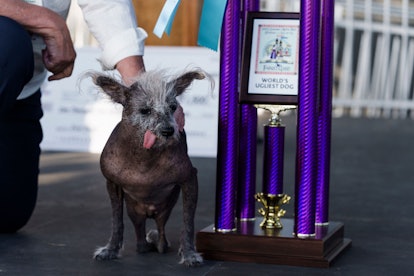 Scooter, a Chinese Crested, owned by Linda Elmquist is awarded first place, on stage during the annu...