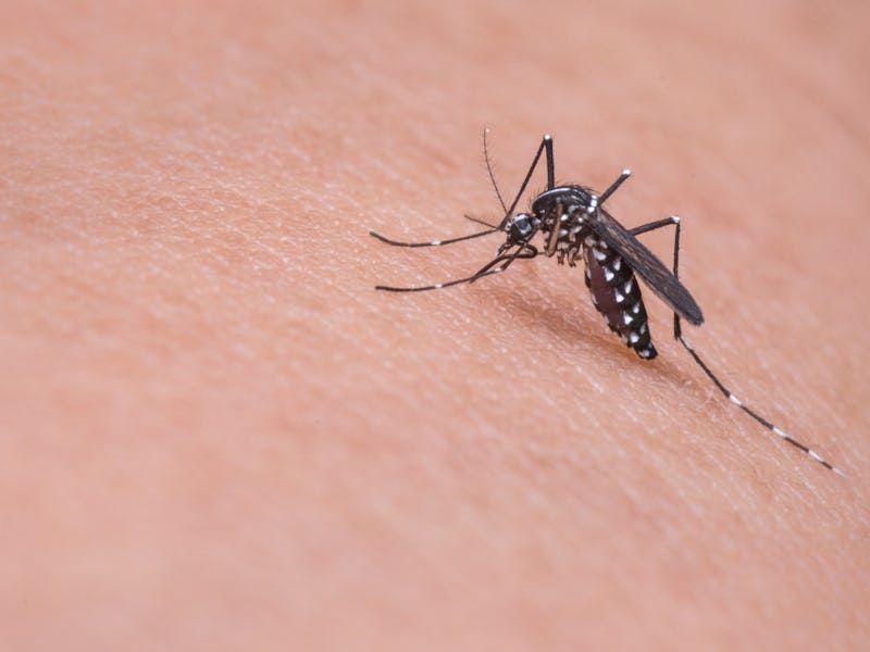 Image of a mosquito.