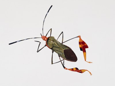 UNSPECIFIED - FEBRUARY 23: Squash bug (Anasa tristis), Coreidae. Artwork by Rebecca Hardy. (Photo by...