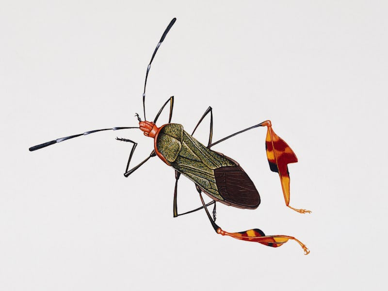 UNSPECIFIED - FEBRUARY 23: Squash bug (Anasa tristis), Coreidae. Artwork by Rebecca Hardy. (Photo by...