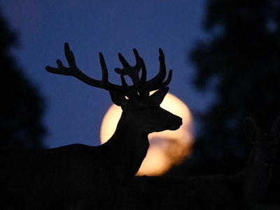 COPANHAGEN, DENMARK - JULY 14: A full super moon known as the "Buck Moon" is seen as a deer grazes o...