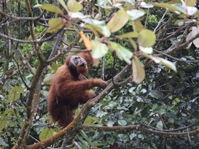 SUMATERA UTARA, INDONESIA - JUNE 19: A Sumatran Orangutan (Pongo Abelii) is seen in the forest area ...