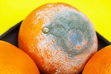 an orange with green mold across it