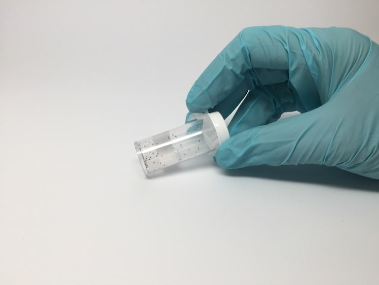 A gloved hand holds a vial of juvenile deer ticks, or Ixodes scapularis, used in NIAID research cond...