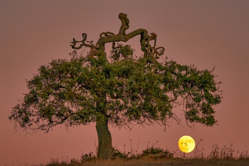 These zodiac signs will be the most harshly affected by the full buck moon on July 3.