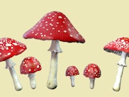 Fly agaric (Amanita muscaria) mushrooms, computer illustration. These poisonous mushrooms are the fr...