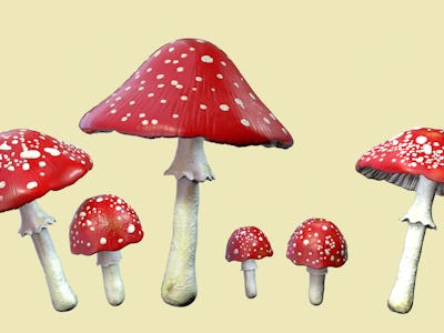 Fly agaric (Amanita muscaria) mushrooms, computer illustration. These poisonous mushrooms are the fr...