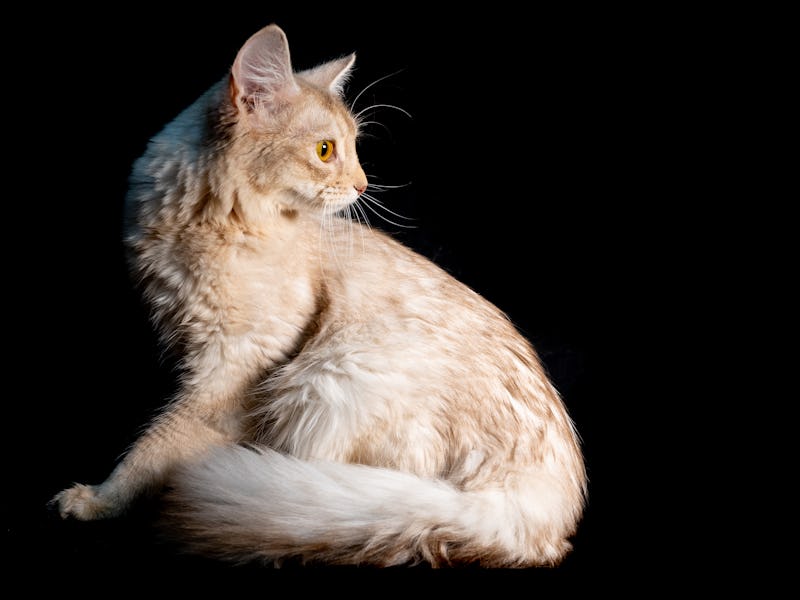 ST HELENS, ENGLAND - JUNE 03: (EXCLUSIVE COVERAGE) Allegri, a lilac silver Somali longhaired cat is...