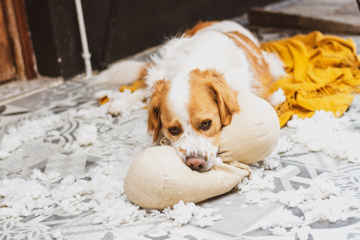 dog lying down biting a cushion inside the house