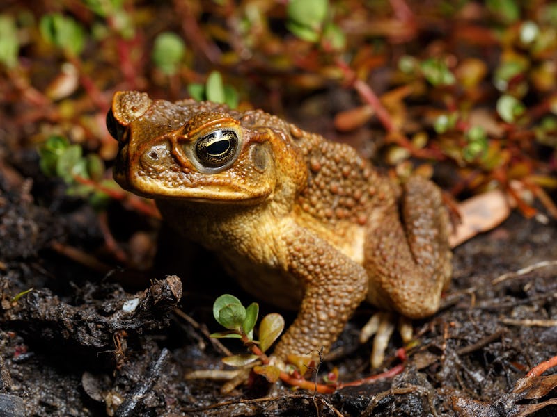 BRISBANE, QUEENSLAND, AUSTRALIA - 2021/09/19: Cane Toad (Rhinella marina) near wetland habitat in bo...