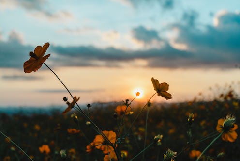 Beautiful rural landscape with sunrise and open meadow Yellow flowers bloom in the spring fields. Wi...
