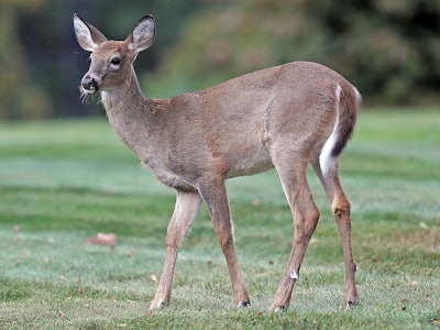 SCITUATE, MA. - OCTOBER 2: A young White-tailed deer walks around a front yard on October 2, 2019 in...