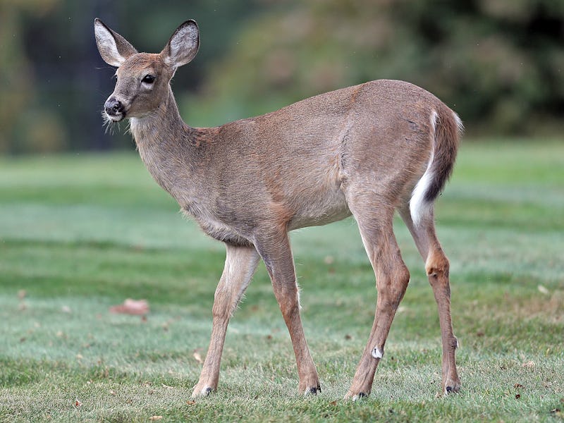 SCITUATE, MA. - OCTOBER 2: A young White-tailed deer walks around a front yard on October 2, 2019 in...