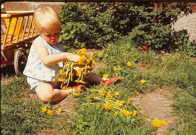 vintage photo of toddler collecting dandelion flowers in article about sassy old lady baby names