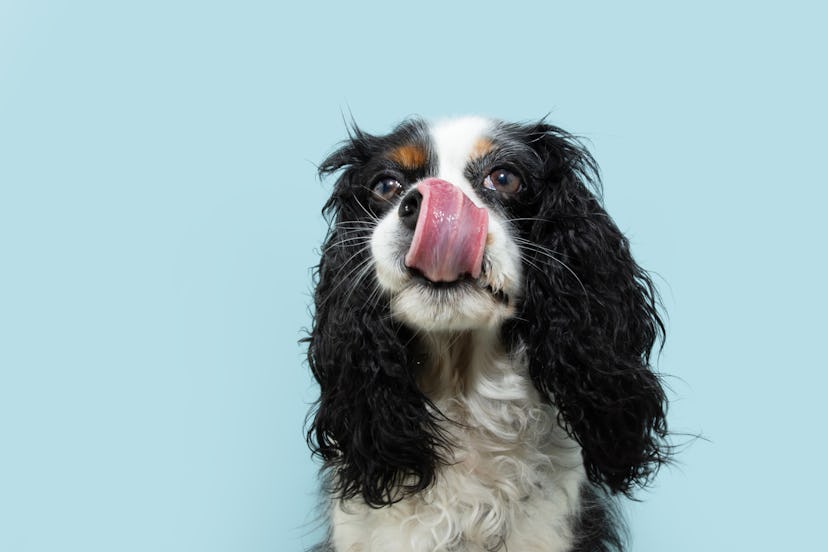 Cute cavalier charles king spaniel dog licking its lips with tongue. Isolated on blue pastel backgro...