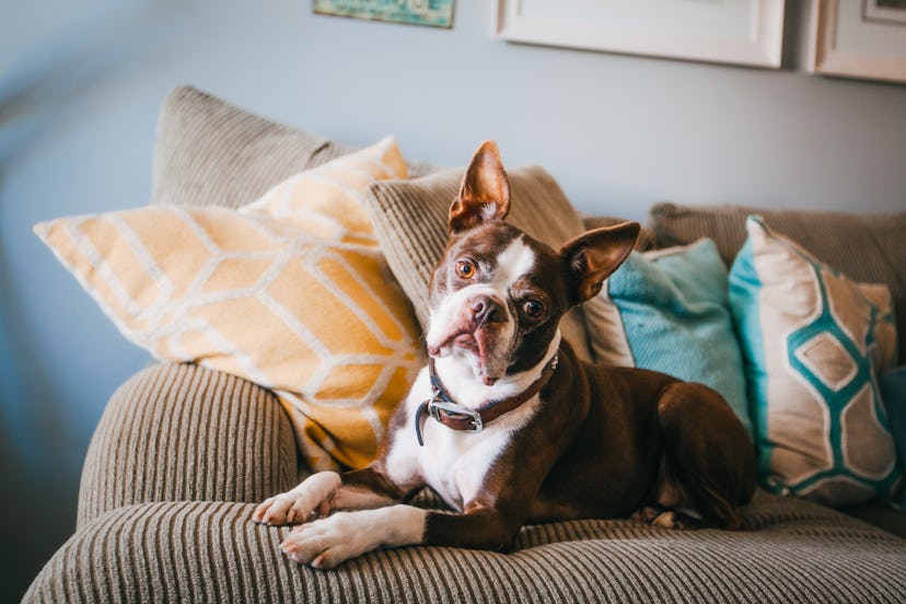 Boston Terrier dog lying on couch