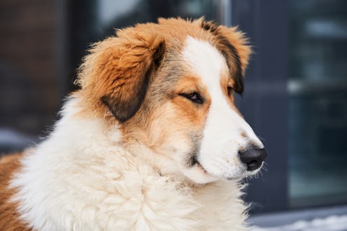 Portrait of a dog on the street.