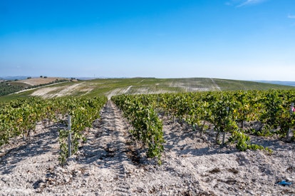 Rolling fields of vineyard growing grapes for sherry, Jerez de la Frontera, Spain. (Photo by: Edwin ...