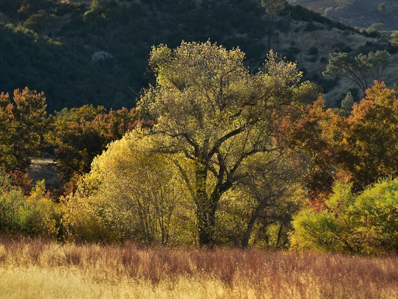 Yellow cottonwoods along the San Antonio River in Monterey County are backdropped by the Santa Lucia...