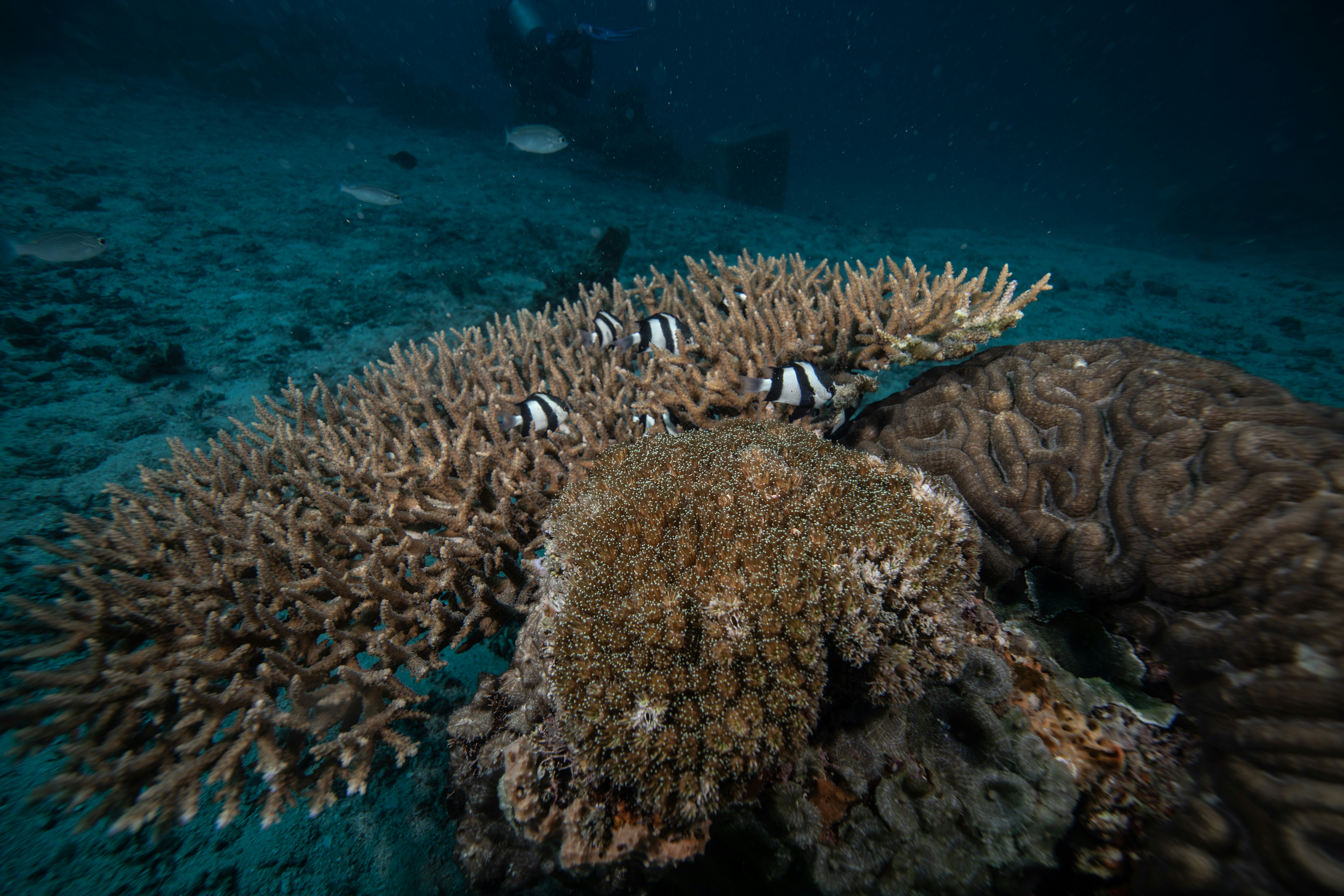 Will Probiotics Save Corals or Harm Them?