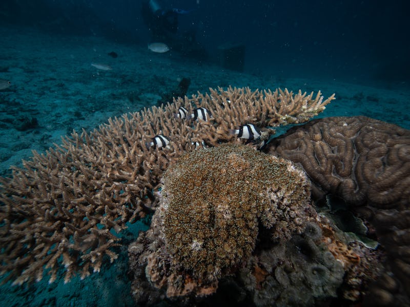 ZANZIBAR, TANZANIA - JUNE 23: A view of coral reefs and the underwater ecosystem at Bawe Island in Z...