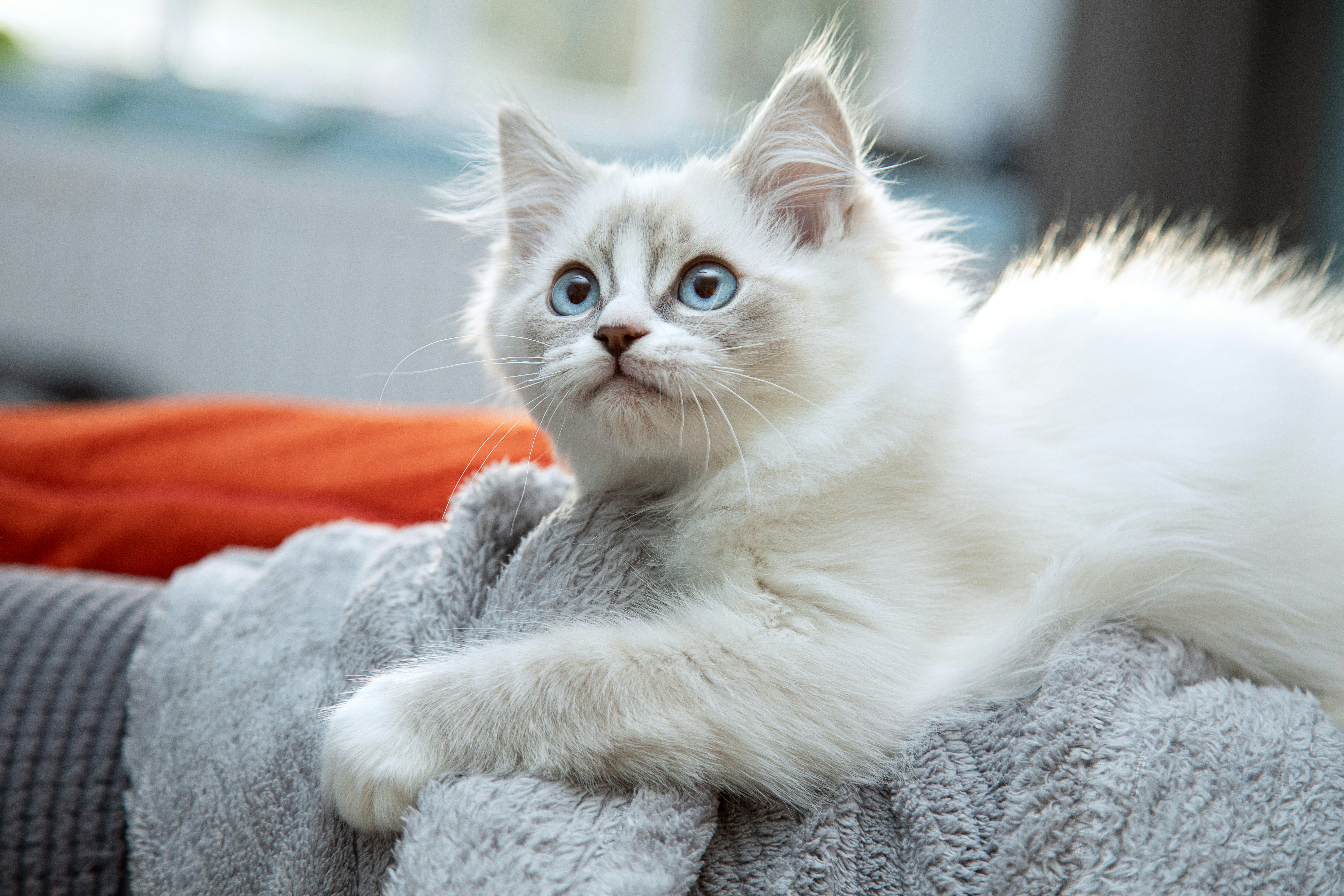 Female cat best sale peeing on rug