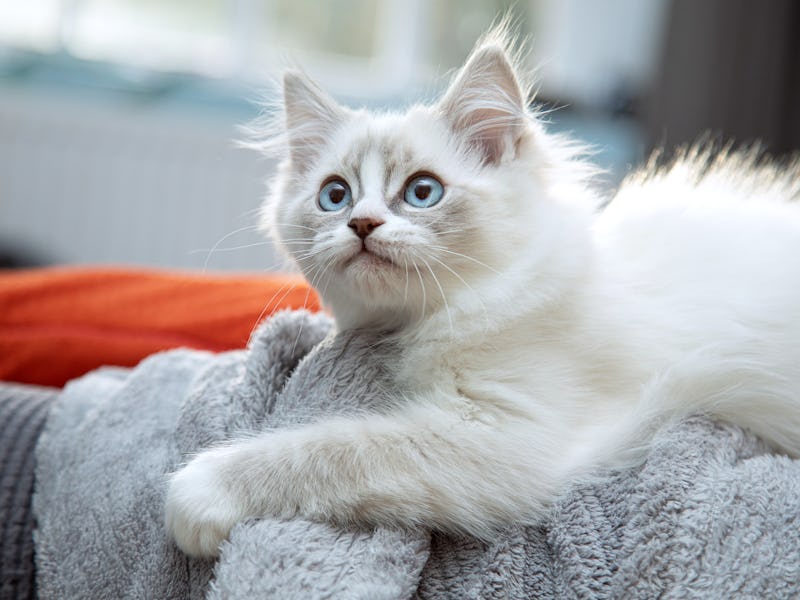 White and Grey Ragdoll Kitten Blue Eyes