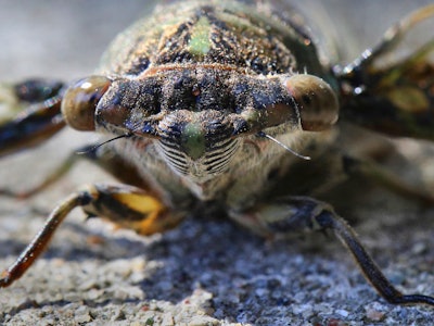 Close-up of a Dog-day Cicada (Tibicen canicularis) in Toronto, Ontario, Canada, on August 11, 2022. ...