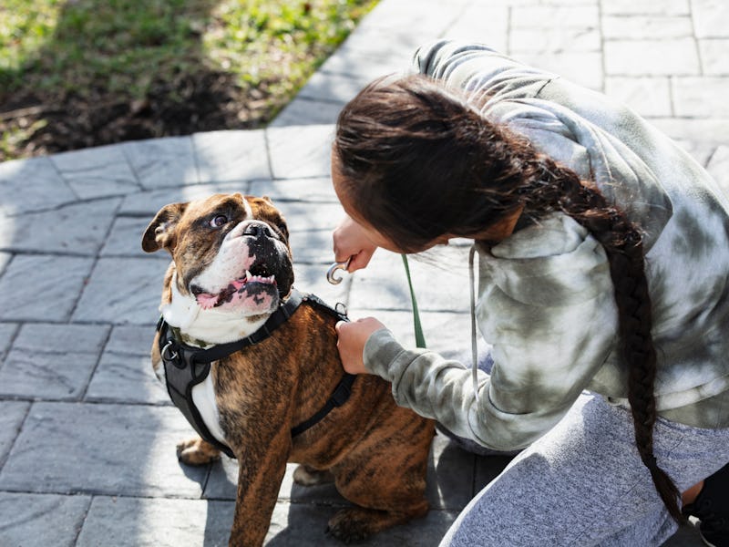A young Asian woman in her 20s getting ready to take her dog on a walk, attaching a leash to his har...