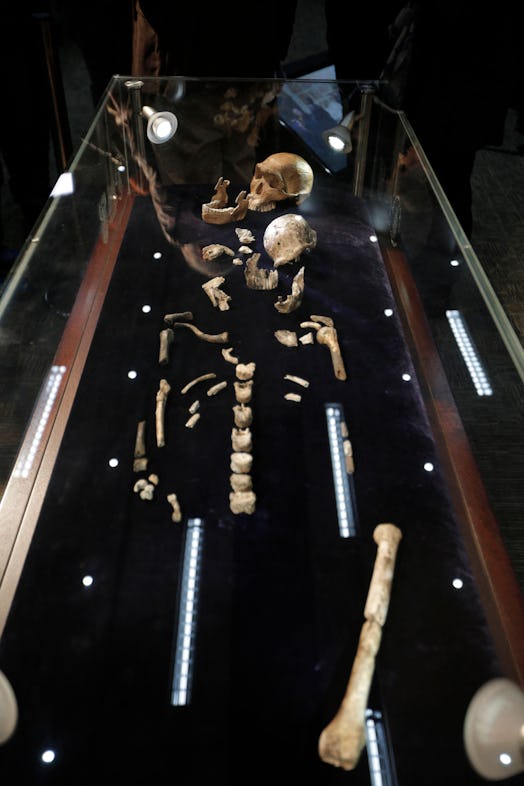 A general view of "NEO" a new skeleton fossil findings of the Homo Naledi Hominin species is picture...