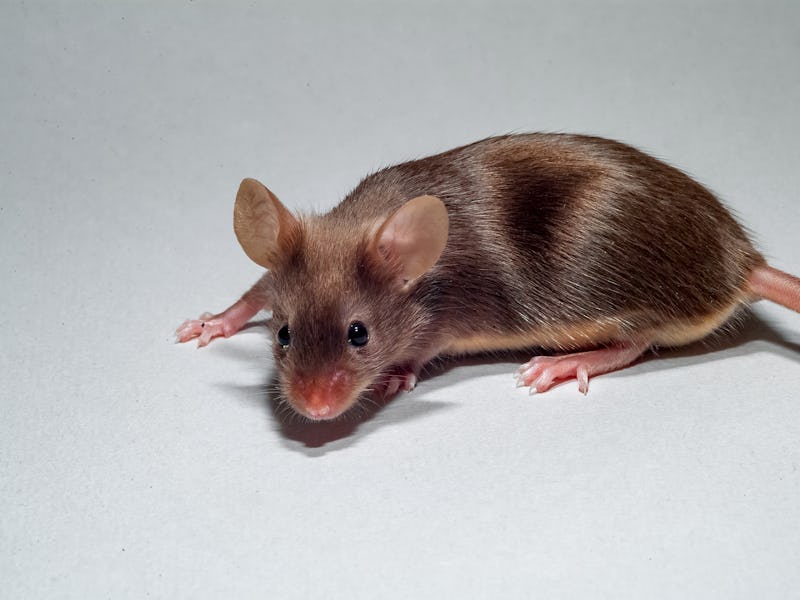 Muridae / Rodentia / Mammalia