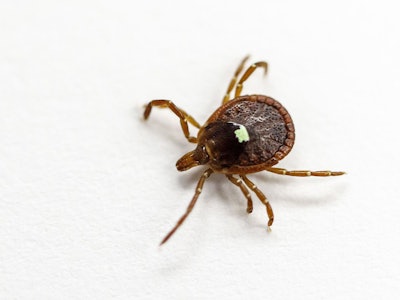 A live specimen of the lone star tick (A. Americanum) in a lab in Morrill Hall at the University of ...