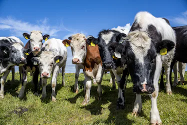 Holstein cows at meadow, Wexford, Leinster Province, Ireland