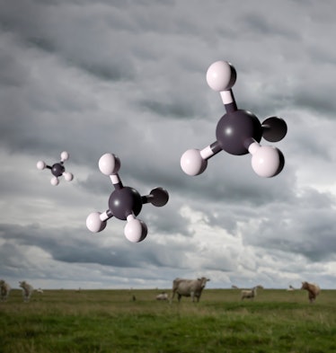 Molecular models of methane gas with backdrop of cattle and sheep. Ruminating livestock are a major ...