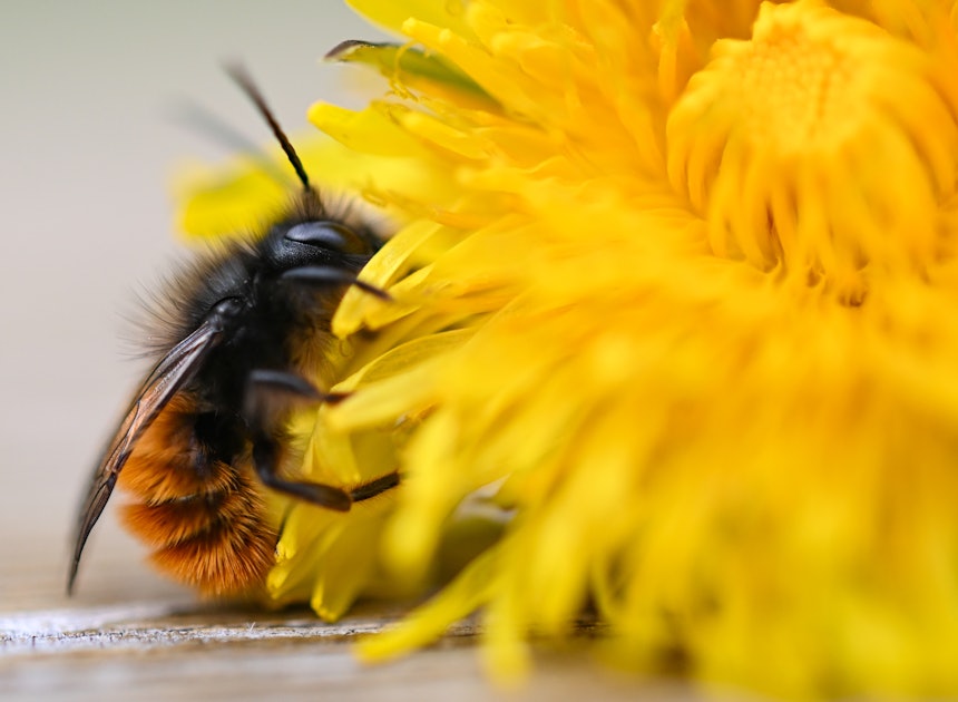 Weeds may be a pollinator's better friend than we think
