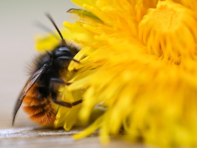 16 March 2023, Hesse, Frankfurt/Main: A rusty red mason bee crawls on a dandelion flower on the grou...