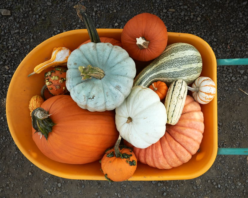 assorted pumpkins in wheelbarrow in roundup of instagram captions for pumpkin picking