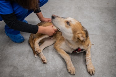 Rescued dog receives massage for hip injury in a veterinary center. (Photo by: Nano Calvo/VW Pics/Un...