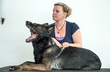 Quicky the dog enjoys a massage from animal physiotherapist Christine Kinbach at the Physio Pet Massage