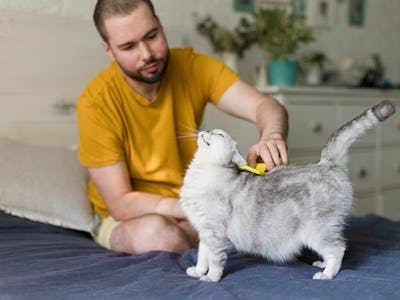 Pet Massage