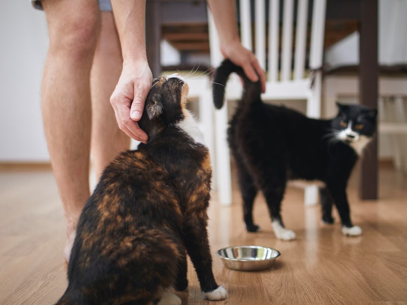 Pet owner stroking his two cute cats before feeding at home kitchen.