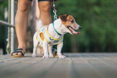 A person walking a jack russell terrier.