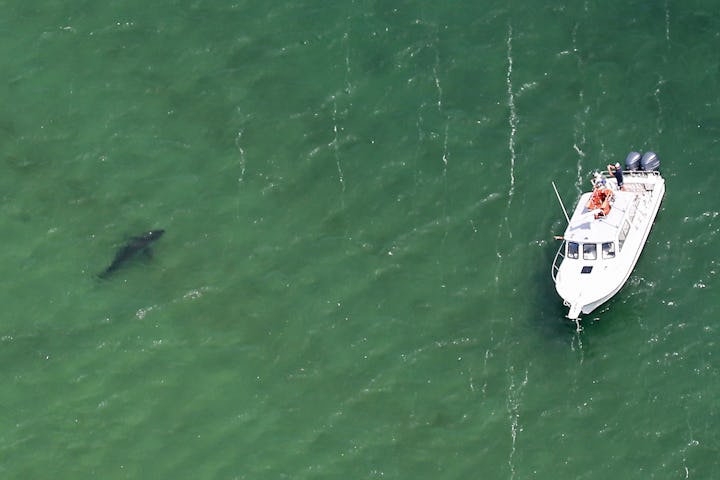 Chatham, MA - August 12: A Great White Sharks tour boat is guided to a shark along Nauset Beach and...