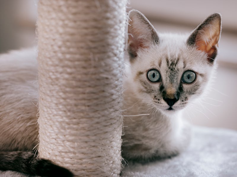 Portrait of a white cat in a room and looking at camera, resting next to the cat scratching post