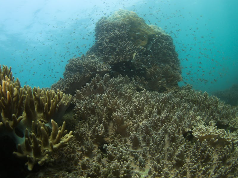 HAIKOU, March 18, 2021-- Photo taken on March 18, 2021 shows coral and schools of fish in the sea of...