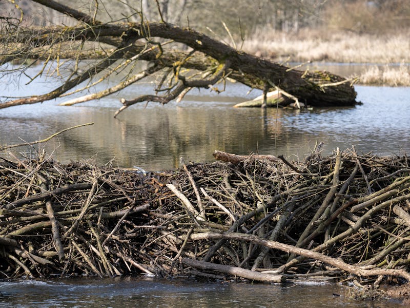 28 February 2023, Hesse, Flieden: A beaver dam stands in a small river. Nature conservation authorit...