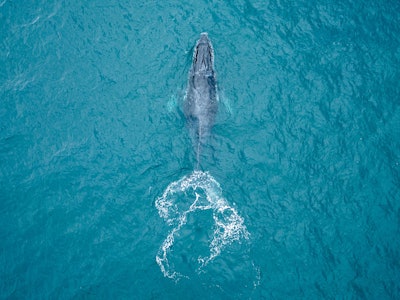 In this aerial view, a humpback whale swims at Ipanema Beach in Rio de Janeiro, Brazil, on July 29, ...