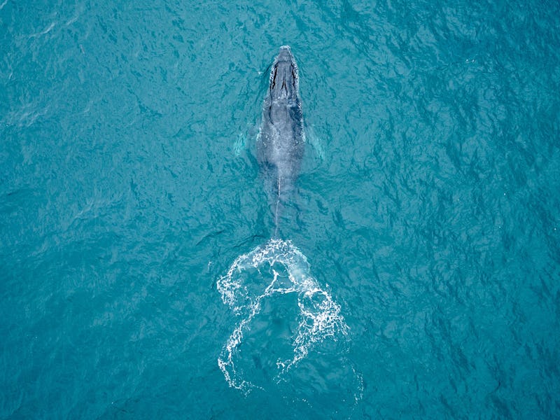In this aerial view, a humpback whale swims at Ipanema Beach in Rio de Janeiro, Brazil, on July 29, ...