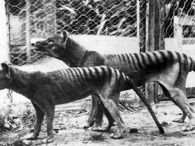 Now extinct, Tasmanian Tiger (thylacine) in Hobart Zoo Tasmania;Australia. 1933. (Photo by: Universa...